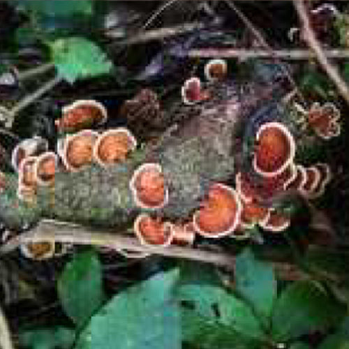 Reishi Mushroom and it's role in Diabetes support Dr's Hope